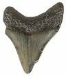 Juvenile Megalodon Tooth - South Carolina #54140-1